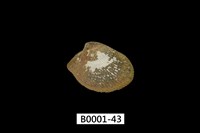 藏品(銀錦蛤)的圖片